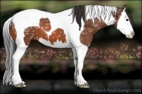Horse Color:Bay Ice Splash Tobiano