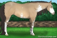 Horse Color:Amber Cream Champagne Sabino 