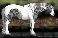 Horse Color:Black Splash Tobiano Appaloosa 