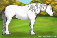 Horse Color:Bay Splash Tobiano Appaloosa