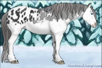 Horse Color:Black Sabino Splash Appaloosa 