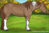 Horse Color:Chestnut Tobiano
