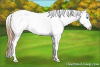 Horse Color:White Spotted Bay Frame Appaloosa