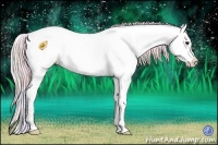 Horse Color:Nacre Silver Bay Dun Splash Appaloosa 