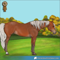 Horse Color:Silver Bay 