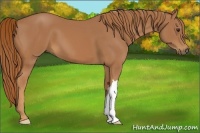 Horse Color:Chestnut 