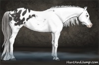 Horse Color:Liver Chestnut Appaloosa 
