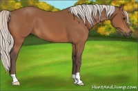 Horse Color:Silver Bay 