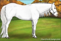 Horse Color:Silver Buckskin Dun Tobiano Appaloosa 