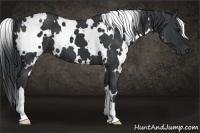 Horse Color:White Spotted Black 