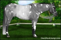 Horse Color:White Spotted Blue Roan 