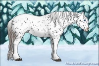 Horse Color:White Spotted Black Splash Tobiano Frame Near Leopard 