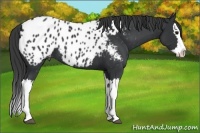 Horse Color:Black Splash Near Leopard 