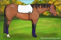 Horse Color:Bay Roan 