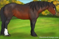 Horse Color:Brown 