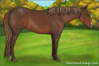 Horse Color:Liver Chestnut 