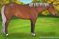 Horse Color:Silver Bay 