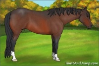 Horse Color:Bay Roan 