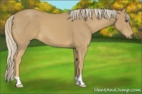 Horse Color:Palomino