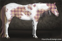 Horse Color:Plaid  Buckskin Sabino Splash Tobiano Frame 