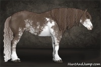 Horse Color:Liver Chestnut Sabino 