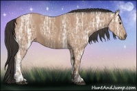 Horse Color:Buckskin Ice Sabino Rabicano
