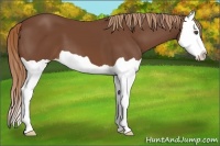 Horse Color:Chestnut Splash