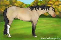 Horse Color:Bay Dun