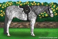Horse Color:White Spotted Black