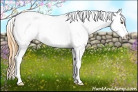 Horse Color:Buckskin Roan Dun Appaloosa 