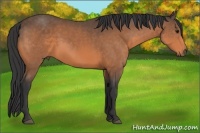Horse Color:Buckskin 