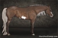 Horse Color:Silver Bay Frame