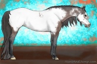 Horse Color:Bay Frame Appaloosa 