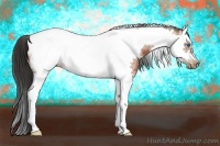 Horse Color:Bay Splash Tobiano Frame