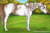 Horse Color:White Spotted Chestnut Sabino 