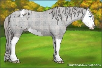 Horse Color:Plaid Black Sabino Splash Appaloosa