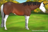 Horse Color:Bay Sabino Splash