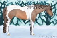 Horse Color:Buckskin Tobiano Appaloosa
