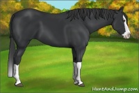 Horse Color:Black Splash