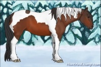 Horse Color:Bay Tobiano 