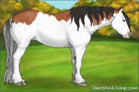 Horse Color:Bay Splash 