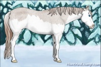 Horse Color:Chestnut Sabino Splash Appaloosa 