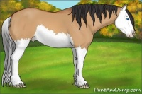 Horse Color:Bay Dun Splash 