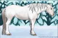 Horse Color:Bay Tobiano Appaloosa 