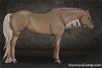 Horse Color:Chocolate Palomino 