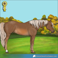 Horse Color:Chocolate Palomino 