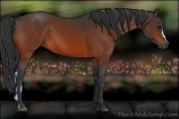 Horse Color:Bay  and Bay 