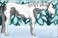 Horse Color:Black Ice Splash Tobiano 