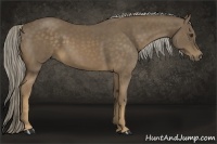Horse Color:Chocolate Palomino 