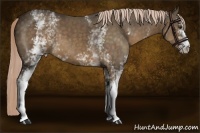Horse Color:White Spotted Chocolate Palomino